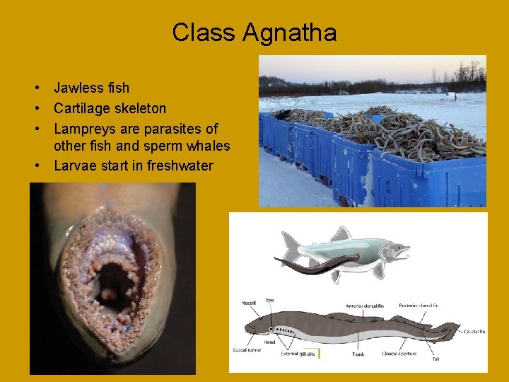 Class Agnatha • Jawless fish • Cartilage skeleton • Lampreys are parasites of other