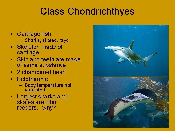 Class Chondrichthyes • Cartilage fish – Sharks, skates, rays • Skeleton made of cartilage