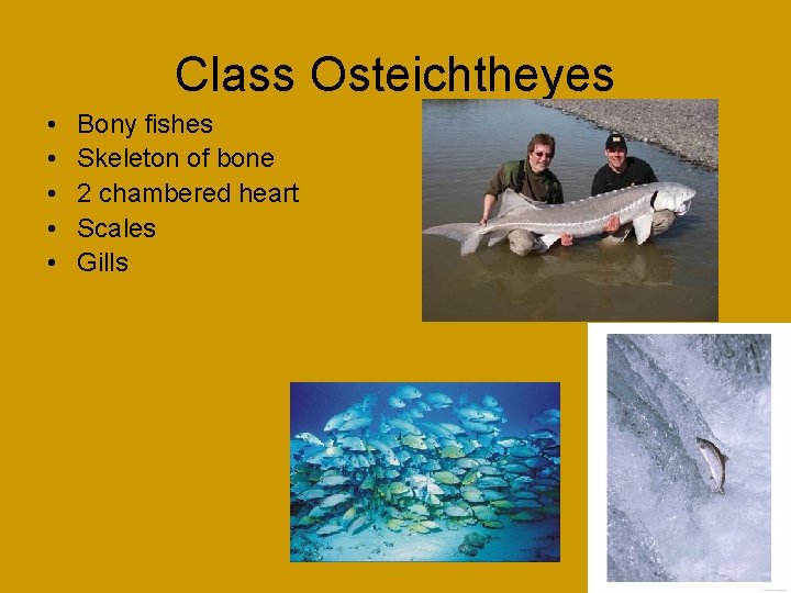 Class Osteichtheyes • • • Bony fishes Skeleton of bone 2 chambered heart Scales