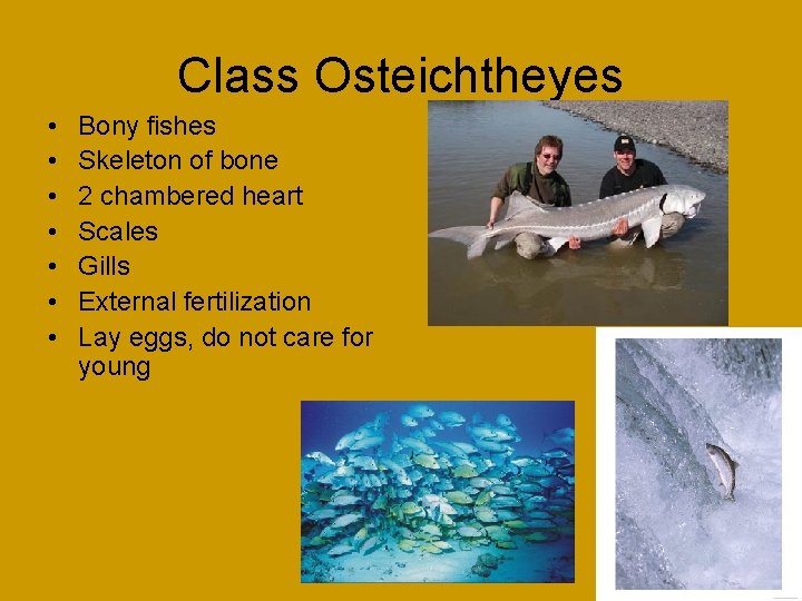 Class Osteichtheyes • • Bony fishes Skeleton of bone 2 chambered heart Scales Gills