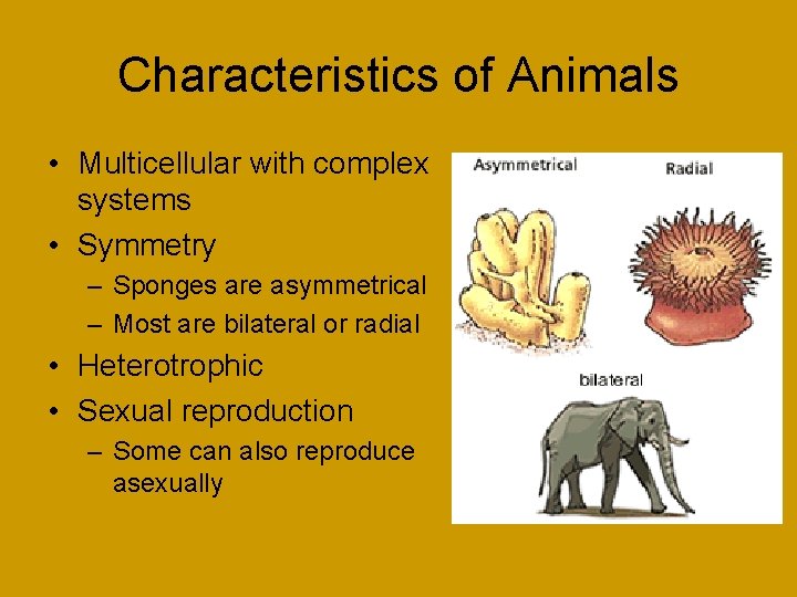 Characteristics of Animals • Multicellular with complex systems • Symmetry – Sponges are asymmetrical