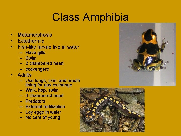 Class Amphibia • Metamorphosis • Ectothermic • Fish-like larvae live in water – –