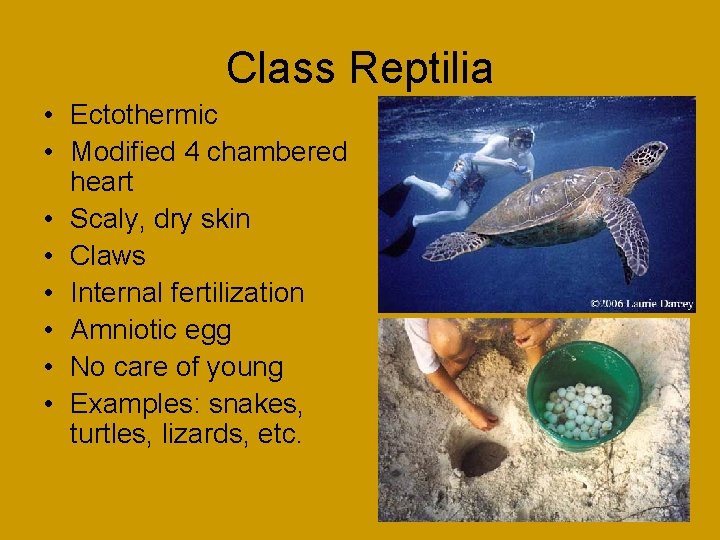 Class Reptilia • Ectothermic • Modified 4 chambered heart • Scaly, dry skin •