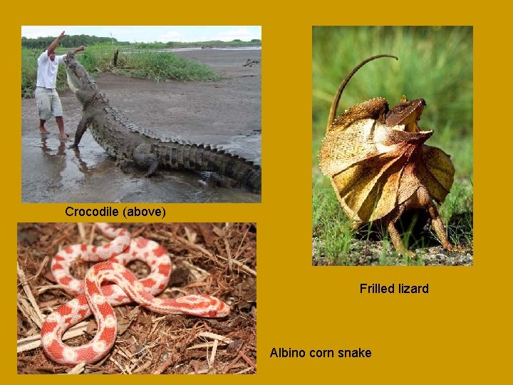 Crocodile (above) Frilled lizard Albino corn snake 