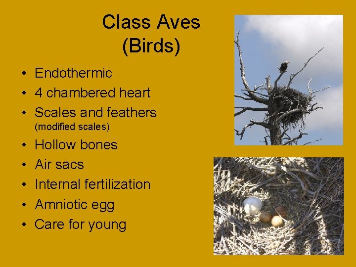 Class Aves (Birds) • Endothermic • 4 chambered heart • Scales and feathers (modified