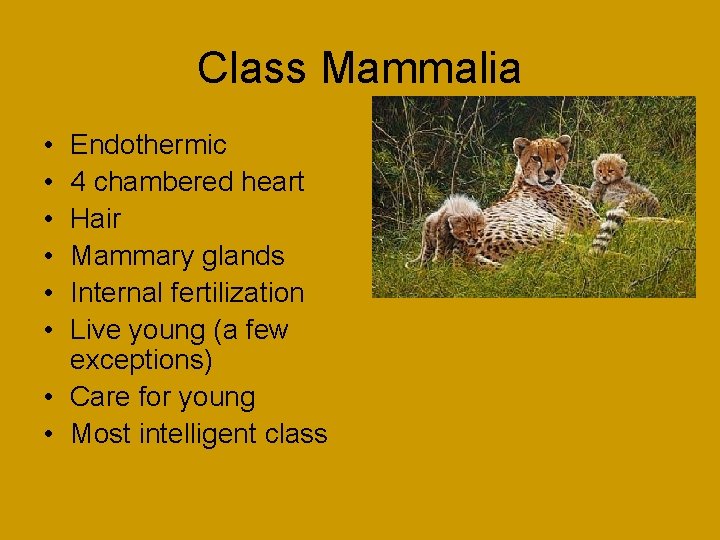 Class Mammalia • • • Endothermic 4 chambered heart Hair Mammary glands Internal fertilization