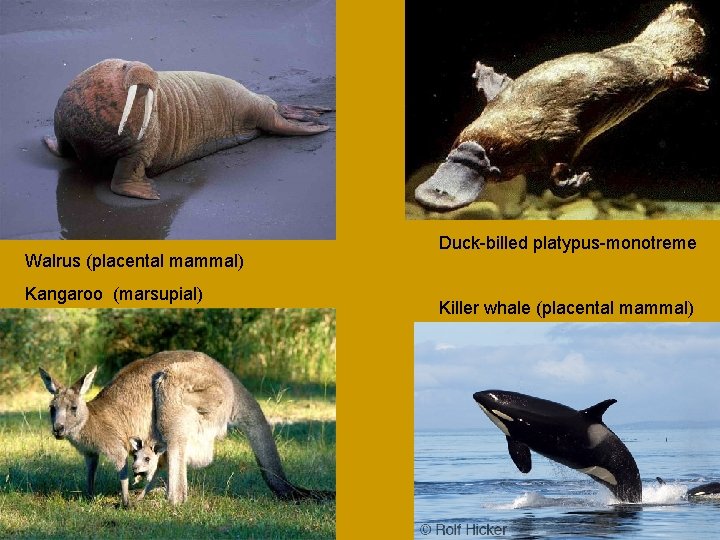 Walrus (placental mammal) Kangaroo (marsupial) Duck-billed platypus-monotreme Killer whale (placental mammal) 