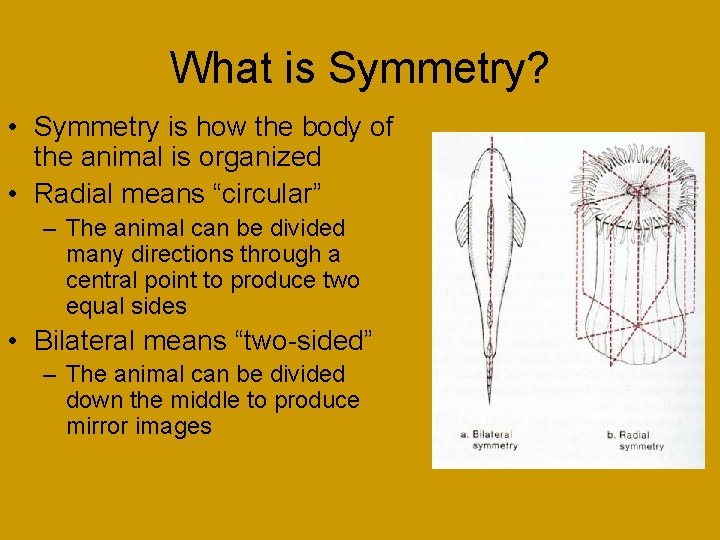What is Symmetry? • Symmetry is how the body of the animal is organized