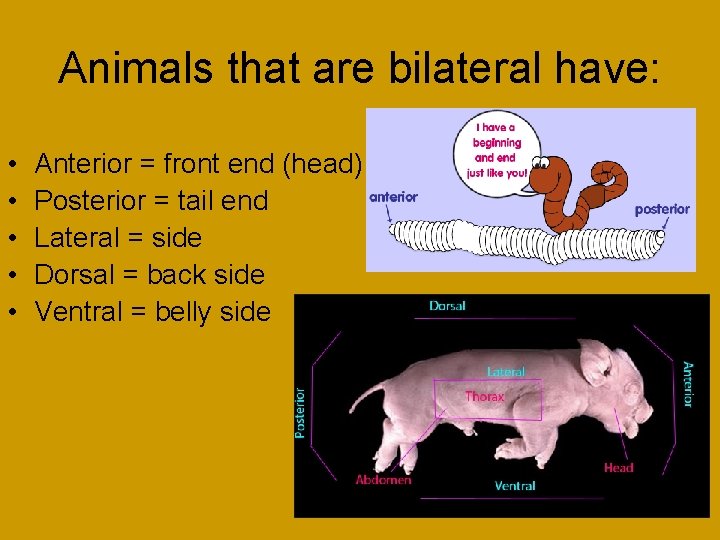 Animals that are bilateral have: • • • Anterior = front end (head) Posterior