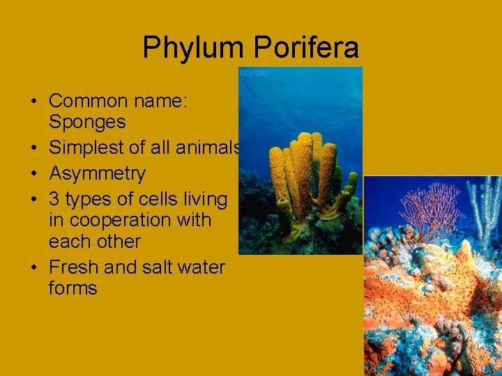 Phylum Porifera • Common name: Sponges • Simplest of all animals • Asymmetry •