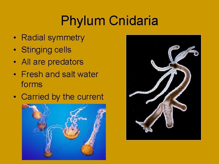 Phylum Cnidaria • • Radial symmetry Stinging cells All are predators Fresh and salt