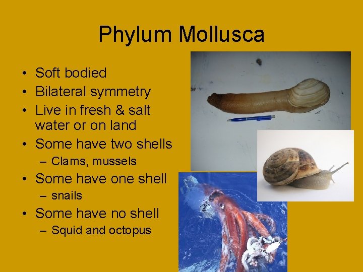 Phylum Mollusca • Soft bodied • Bilateral symmetry • Live in fresh & salt