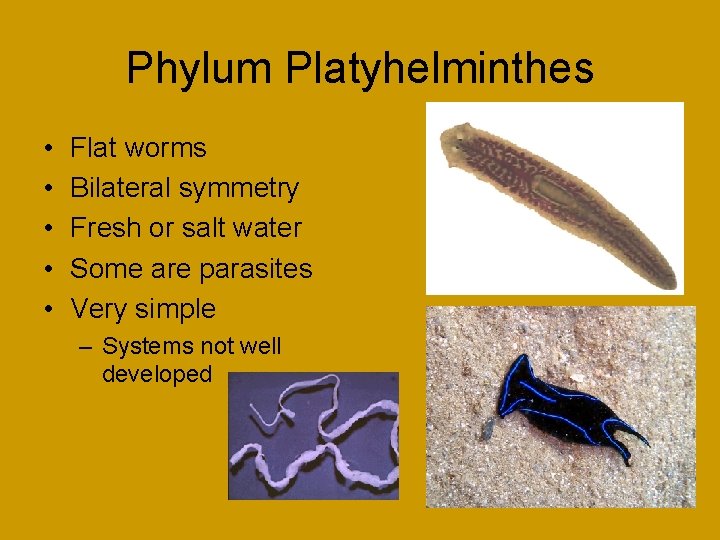 Phylum Platyhelminthes • • • Flat worms Bilateral symmetry Fresh or salt water Some