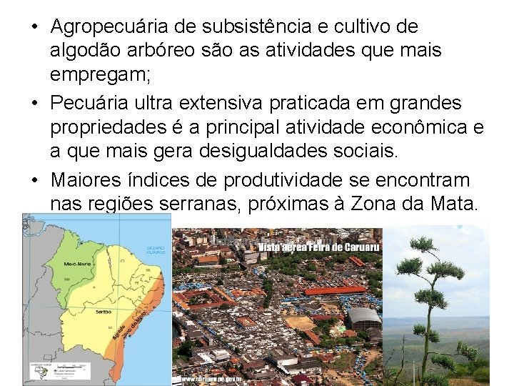  • Agropecuária de subsistência e cultivo de algodão arbóreo são as atividades que