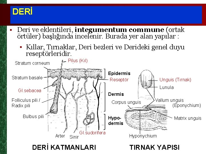 DERİ • Deri ve eklentileri, integumentum commune (ortak örtüler) başlığında incelenir. Burada yer alan