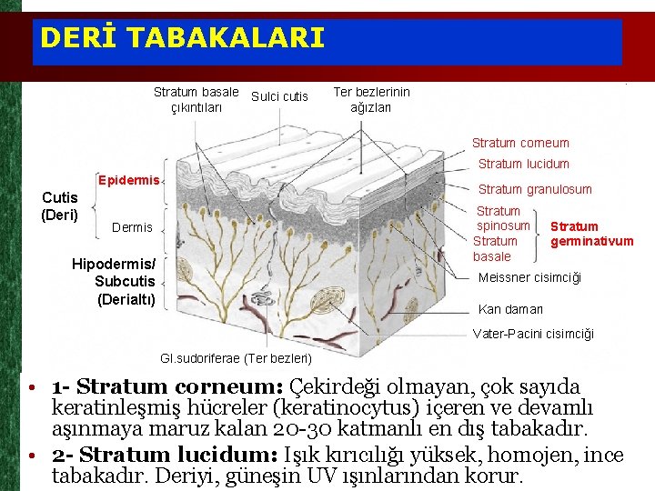 DERİ TABAKALARI Stratum basale Sulci cutis çıkıntıları Ter bezlerinin ağızları Stratum corneum Stratum lucidum