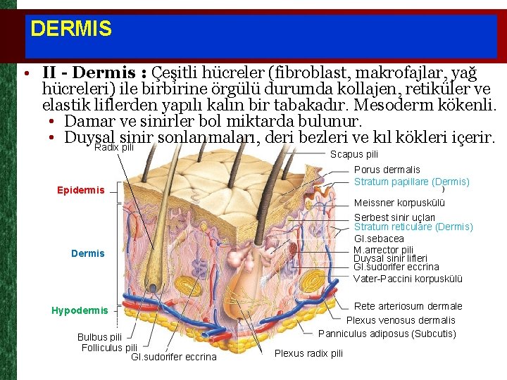 DERMIS • II - Dermis : Çeşitli hücreler (fibroblast, makrofajlar, yağ hücreleri) ile birbirine