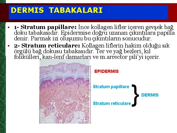 DERMIS TABAKALARI • 1 - Stratum papillare: İnce kollagen lifler içeren gevşek bağ doku