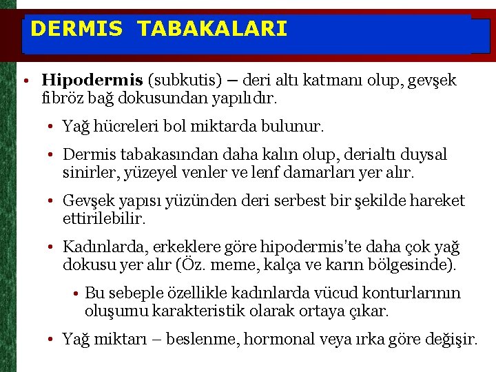 DERMIS TABAKALARI • Hipodermis (subkutis) – deri altı katmanı olup, gevşek fibröz bağ dokusundan