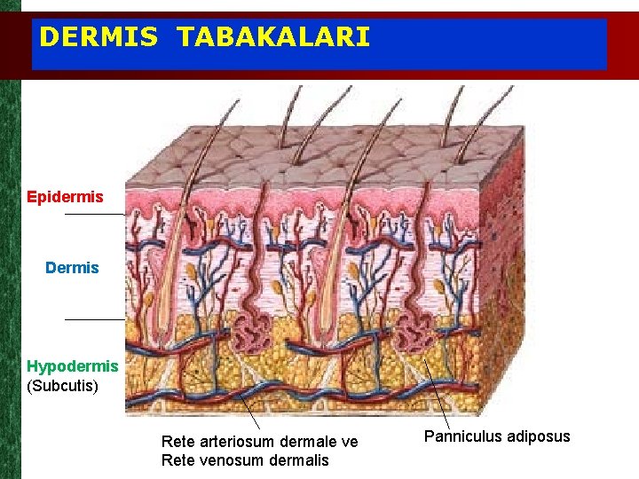 DERMIS TABAKALARI Epidermis Dermis Hypodermis (Subcutis) Rete arteriosum dermale ve Rete venosum dermalis Panniculus