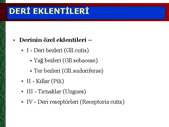 DERİ EKLENTİLERİ • Derinin özel eklentileri – • I - Deri bezleri (Gll. cutis)