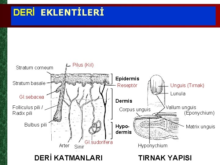 DERİ EKLENTİLERİ Stratum corneum Pilus (Kıl) Epidermis Reseptör Stratum basale Unguis (Tırnak) Lunula Gl.