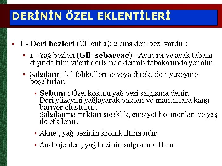 DERİNİN ÖZEL EKLENTİLERİ • I - Deri bezleri (Gll. cutis): 2 cins deri bezi