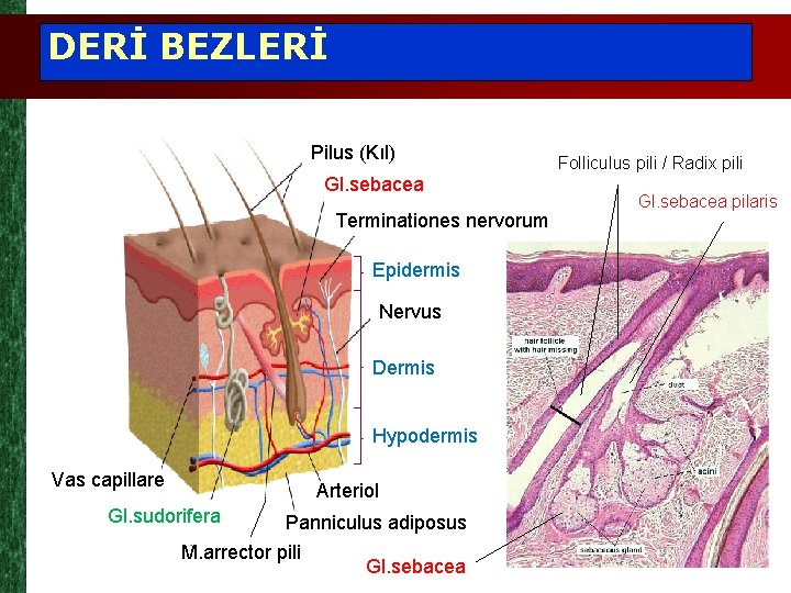 DERİ BEZLERİ Pilus (Kıl) Gl. sebacea Terminationes nervorum Epidermis Nervus Dermis Hypodermis Vas capillare