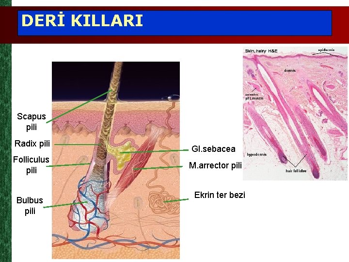 DERİ KILLARI Scapus pili Radix pili Folliculus pili Bulbus pili Gl. sebacea M. arrector