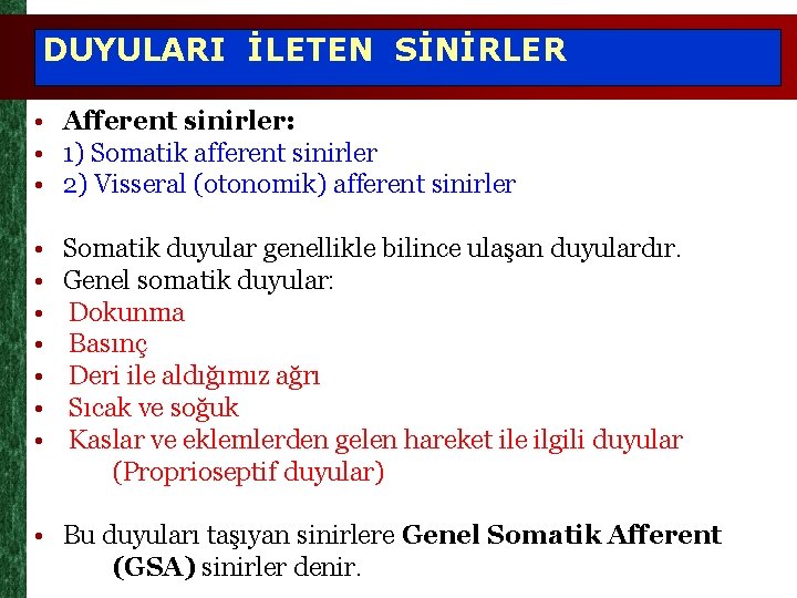 DUYULARI İLETEN SİNİRLER • Afferent sinirler: • 1) Somatik afferent sinirler • 2) Visseral