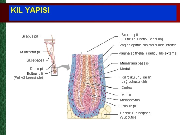 KIL YAPISI Scapus pili (Cuticula, Cortex, Medulla) Vagina epithelialis radicularis interna M. arrector pili