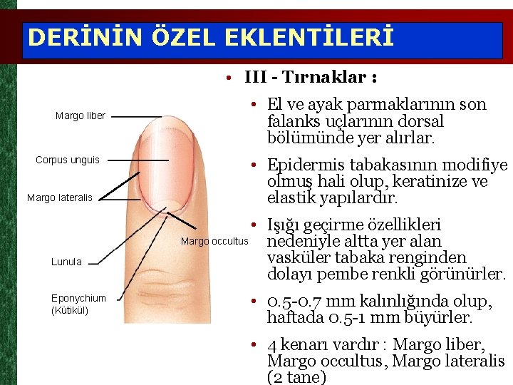 DERİNİN ÖZEL EKLENTİLERİ • III - Tırnaklar : Margo liber Corpus unguis Margo lateralis