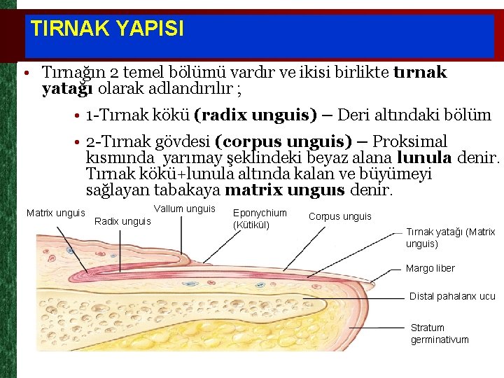 TIRNAK YAPISI • Tırnağın 2 temel bölümü vardır ve ikisi birlikte tırnak yatağı olarak