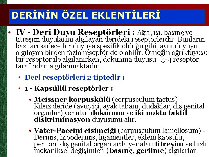 DERİNİN ÖZEL EKLENTİLERİ • IV - Deri Duyu Reseptörleri : Ağrı, ısı, basınç ve