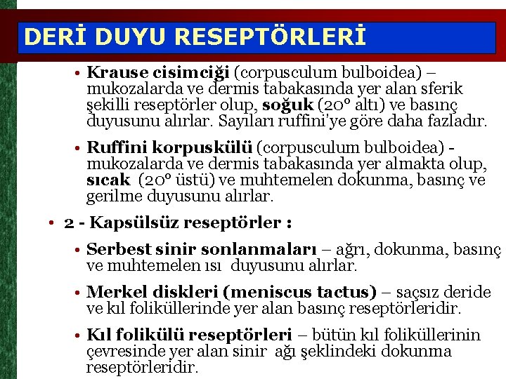 DERİ DUYU RESEPTÖRLERİ • Krause cisimciği (corpusculum bulboidea) – mukozalarda ve dermis tabakasında yer