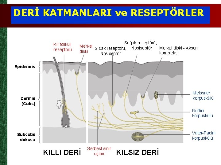 DERİ KATMANLARI ve RESEPTÖRLER Kıl folikül reseptörü Soğuk reseptörü, , Merkel diski - Akson