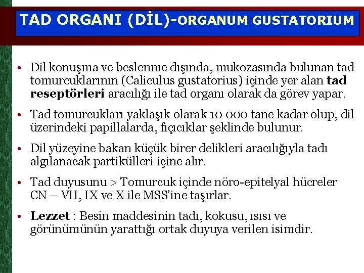 TAD ORGANI (DİL)-ORGANUM GUSTATORIUM • Dil konuşma ve beslenme dışında, mukozasında bulunan tad tomurcuklarının