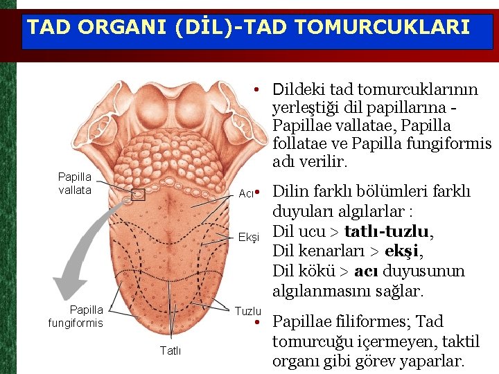 TAD ORGANI (DİL)-TAD TOMURCUKLARI • Dildeki tad tomurcuklarının yerleştiği dil papillarına Papillae vallatae, Papilla