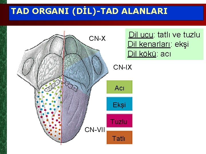 TAD ORGANI (DİL)-TAD ALANLARI Dil ucu: tatlı ve tuzlu Dil kenarları: ekşi Dil kökü: