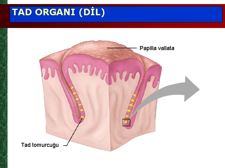 TAD ORGANI (DİL) Papilla vallata Tad tomurcuğu 