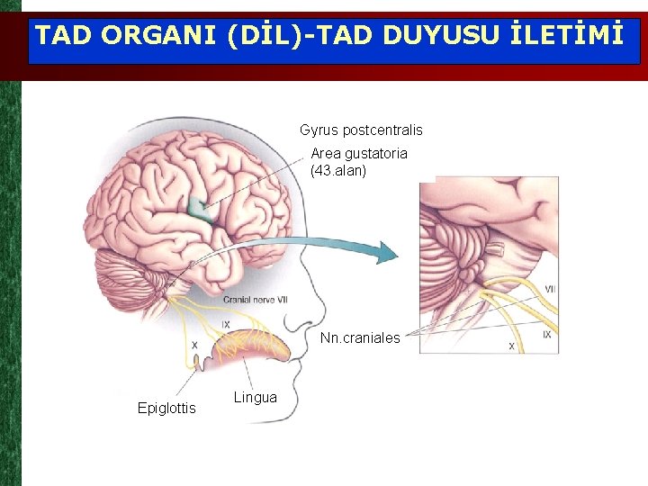 TAD ORGANI (DİL)-TAD DUYUSU İLETİMİ Gyrus postcentralis Area gustatoria (43. alan) Nn. craniales Epiglottis