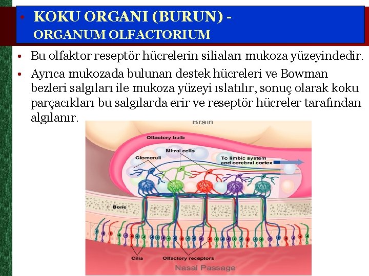  • KOKU ORGANI (BURUN) ORGANUM OLFACTORIUM • Bu olfaktor reseptör hücrelerin siliaları mukoza