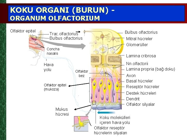 KOKU ORGANI (BURUN) ORGANUM OLFACTORIUM Olfaktor epitel Trac. olfactorius Bulbus olfactorius Concha nasalis Hava