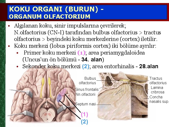 KOKU ORGANI (BURUN) ORGANUM OLFACTORIUM • Algılanan koku, sinir impulslarına çevrilerek; N. olfactorius (CN-I)