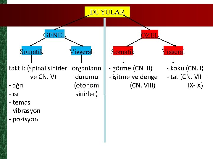 DUYULAR GENEL Somatik ÖZEL Visseral taktil: (spinal sinirler organların ve CN. V) durumu -