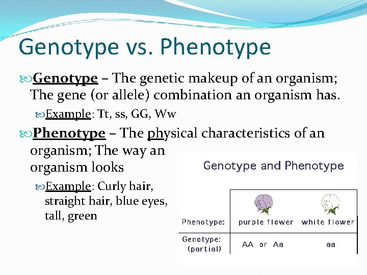 Genotype vs. Phenotype Genotype – The genetic makeup of an organism; The gene (or