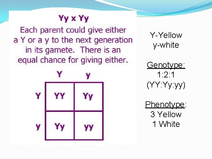 Y-Yellow y-white Genotype: 1: 2: 1 (YY: Yy: yy) Phenotype: 3 Yellow 1 White