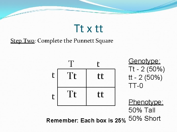 Tt x tt Step Two: Complete the Punnett Square t Tt tt Genotype: Tt Tt x tt Step Two: Complete the Punnett Square t Tt tt Genotype: Tt