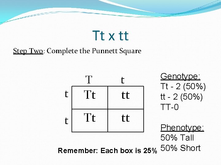 Tt x tt Step Two: Complete the Punnett Square t Tt tt Genotype: Tt