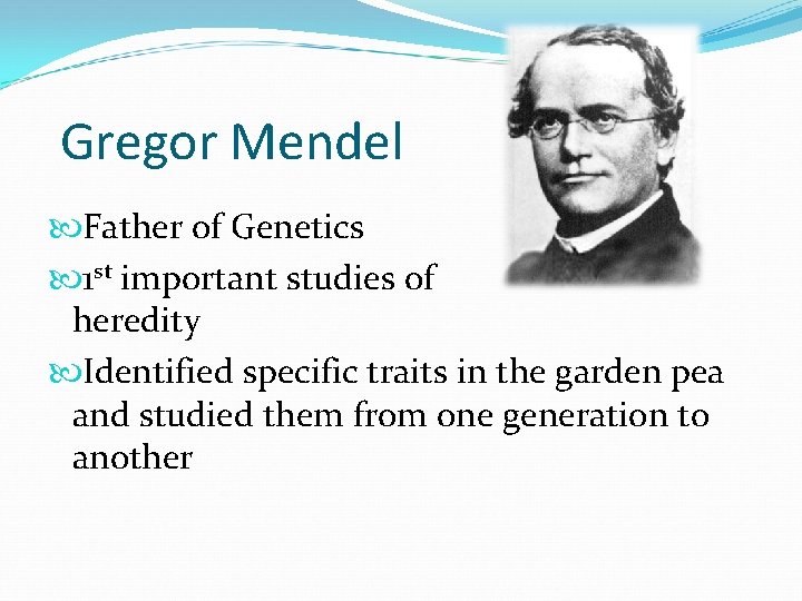 Gregor Mendel Father of Genetics 1 st important studies of heredity Identified specific traits Gregor Mendel Father of Genetics 1 st important studies of heredity Identified specific traits